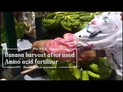 Wasserlösliches Calcium-Amino-Chelat 15% Dünger für Bananenbäume