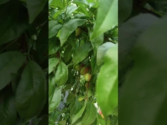 Hi-Stickstoff Flüssige Aminosäuren Pflanzendünger Bewässerungssystem Unterstützung