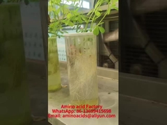 Mangan-Aminosäure-chelatierte Mineralien fördern die Phosphoraufnahme