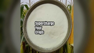 Steigern Sie den Ernteertrag mit Aminosäurepulver um 80 %