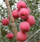 Kaliumdünger verbessert die Ansammlung von Anthocyanin Rotfärbung von Apfelfrüchten
