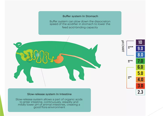 Organisches säurehaltiges Vertreter Feed Additive für Ferkel